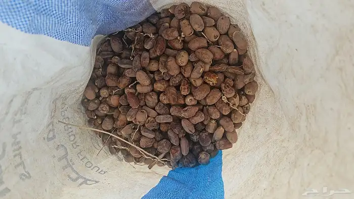 تمر علف نظيف العدد 50 2