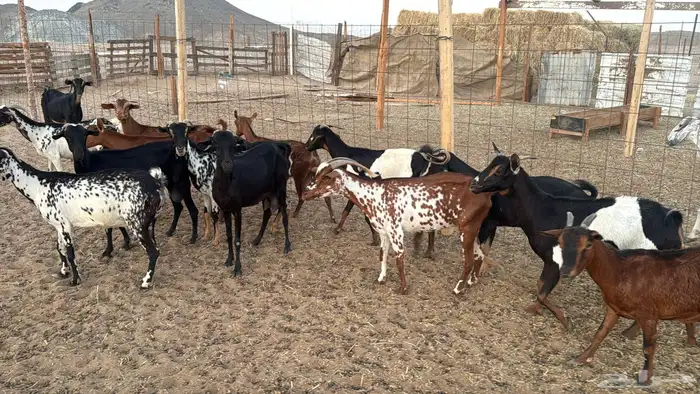 أعراض لكم معزا جنوبيه من580 9