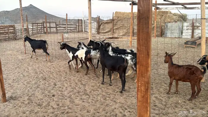 أعراض لكم معزا جنوبيه من580 7