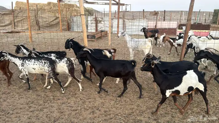 أعراض لكم معزا جنوبيه من580 12