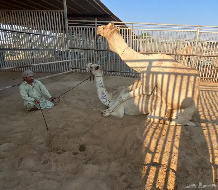 سودانيه متلي فحل كفو هملول ابن بطي 4