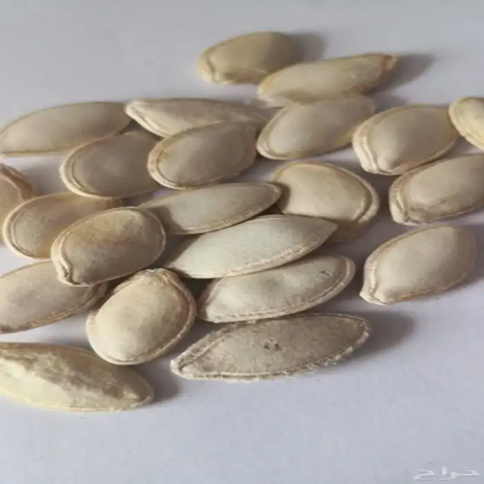 بذور كوسا غير معدله وراثيا جاهزه للزراعه 0