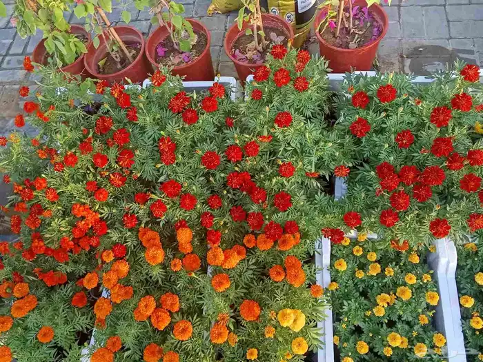 ورود أشجار نخل أشجار مثمره 4