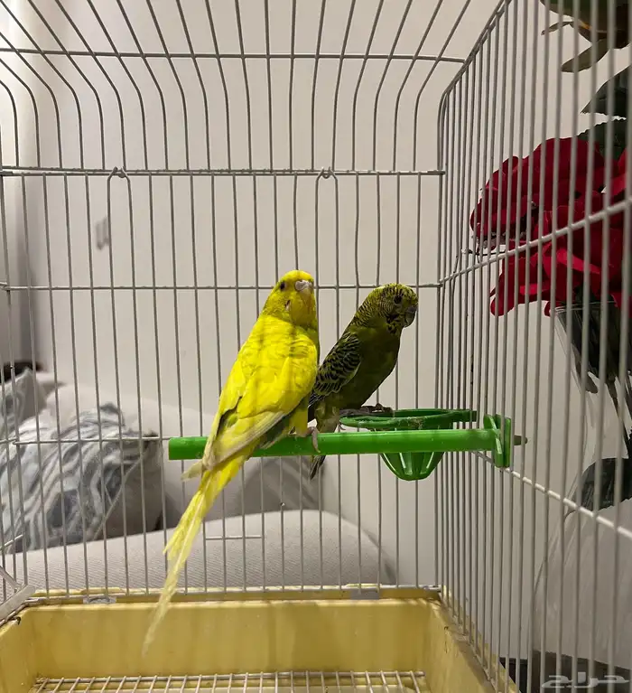 عصافير الحب عصافير زينه للبيع 1