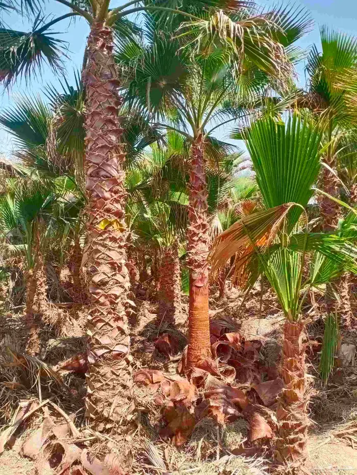 نخل واشنطني واشنطن زينه امريكي 3