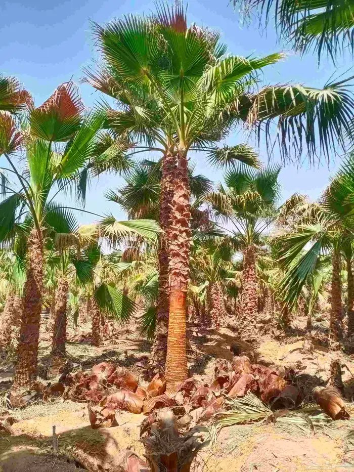 نخل واشنطني واشنطن زينه امريكي 0