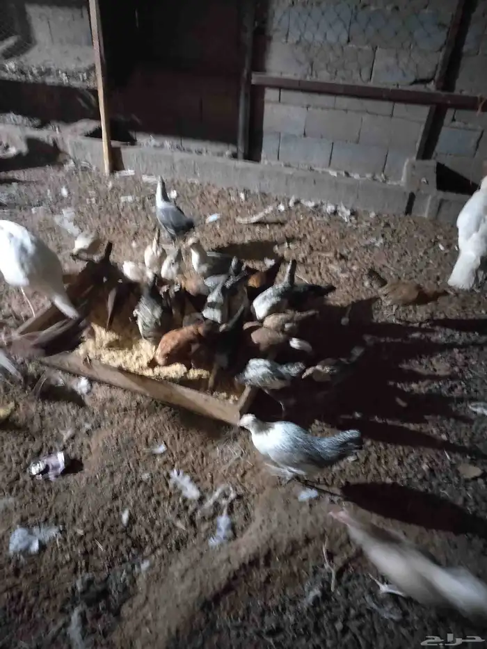 دجاج عمر 3 أشهر 0