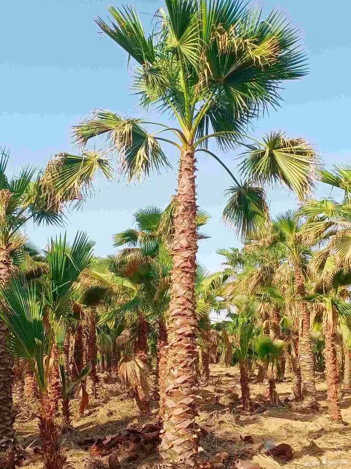 نخل واشنطني واشنطن زينه امريكي 9