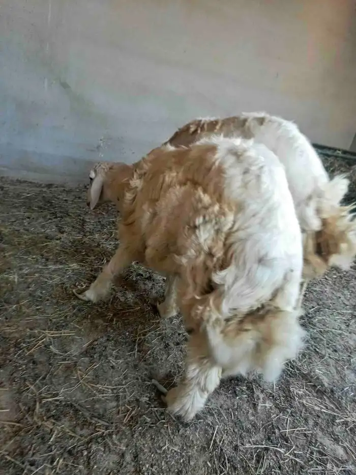 خروف حري ذبيحه للبيع رجاء الاعلان للجاد 8