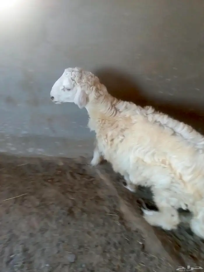 خروف حري ذبيحه للبيع رجاء الاعلان للجاد 4