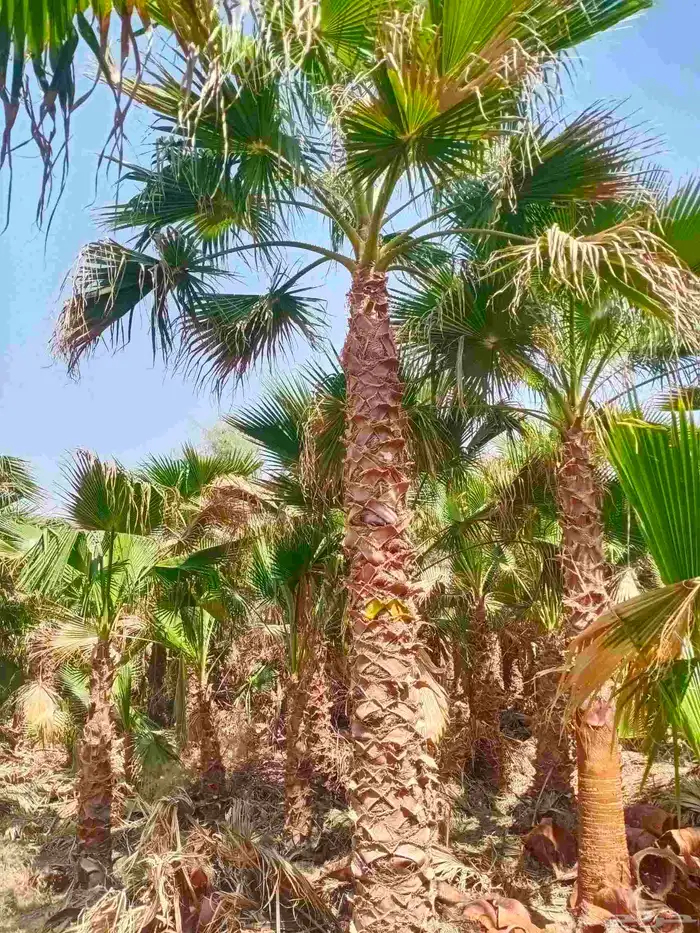 نخل واشنطني واشنطن زينه امريكي 1