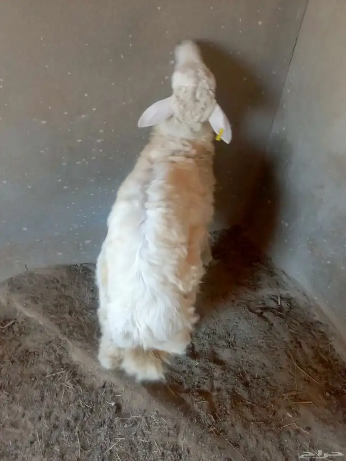 خروف حري ذبيحه للبيع رجاء الاعلان للجاد 3