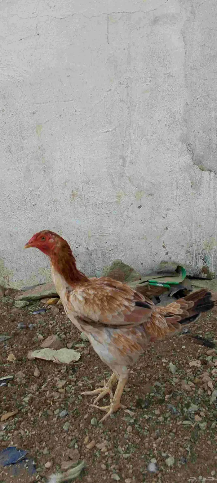 ادياك للبيع 3