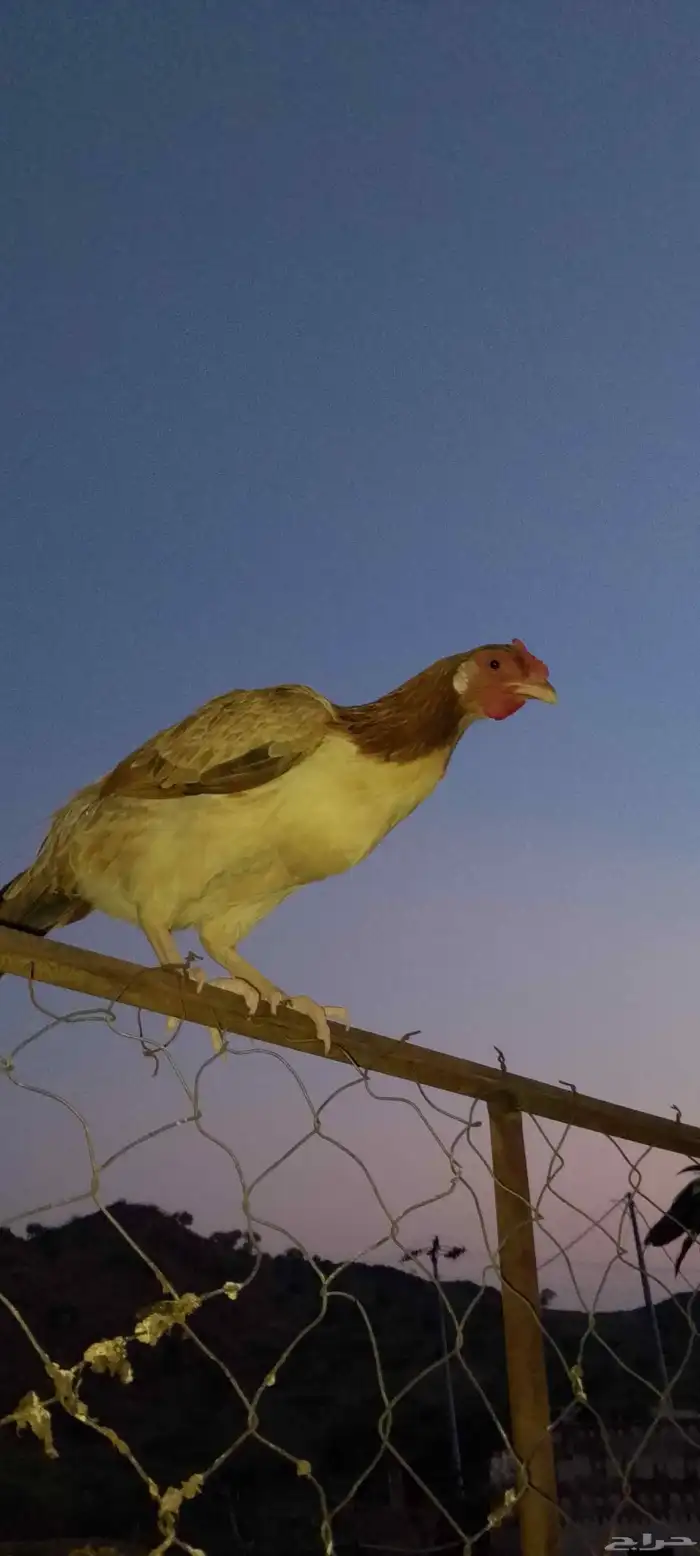 ادياك للبيع 0