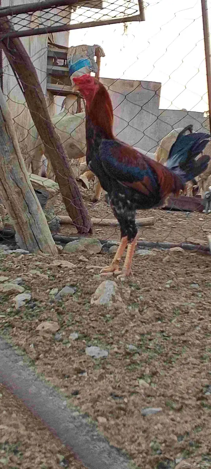 ادياك للبيع 5