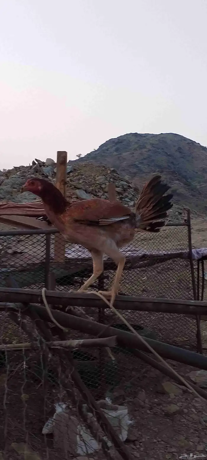 ادياك للبيع 2