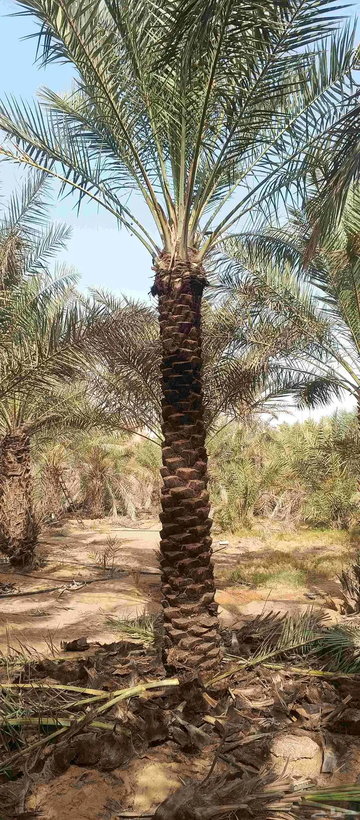 بيع نخل طول 3. متر 3.5  رب جاھز 3