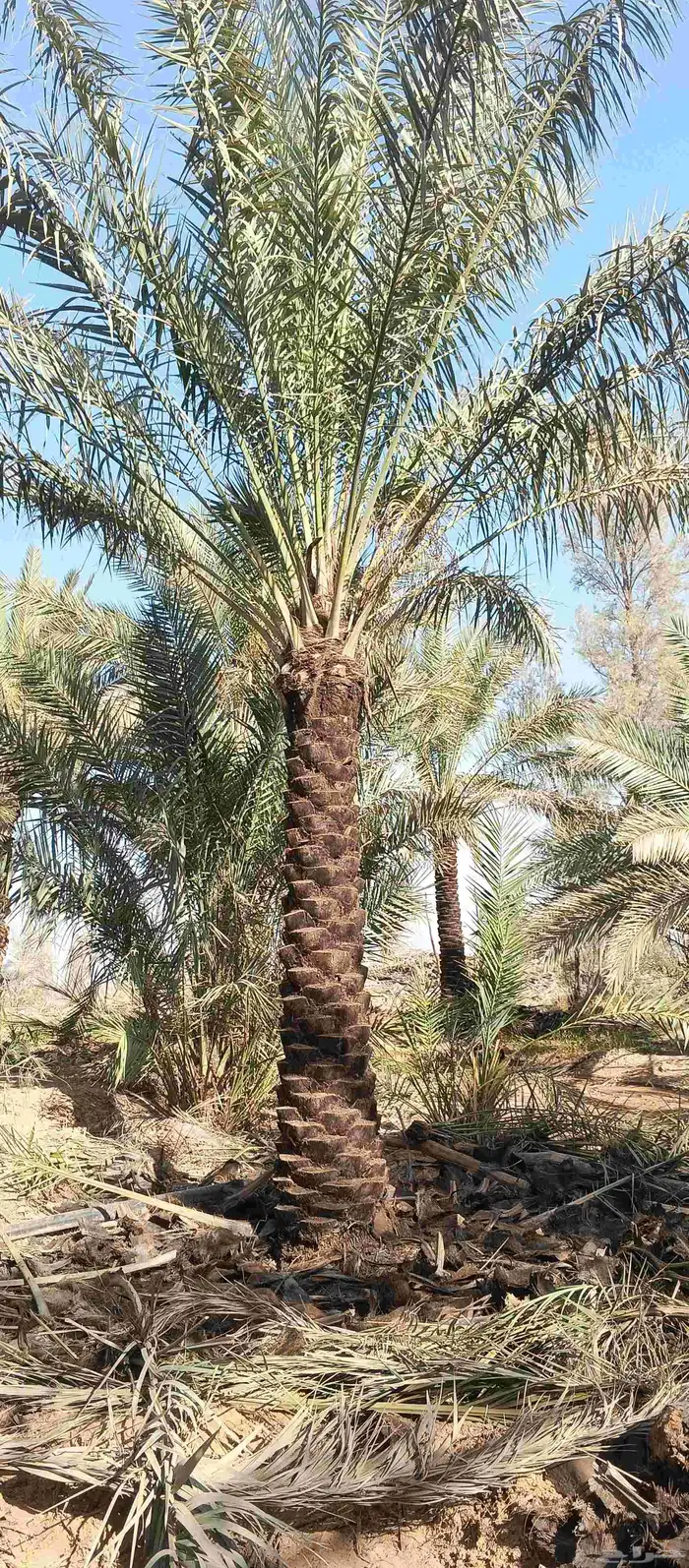 بيع نخل طول 3. متر 3.5  رب جاھز 0