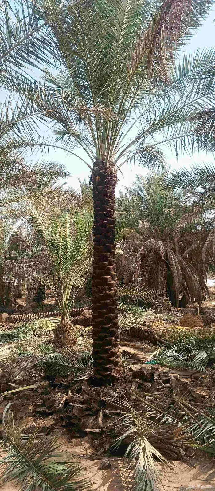 بيع نخل طول 3. متر 3.5  رب جاھز 4