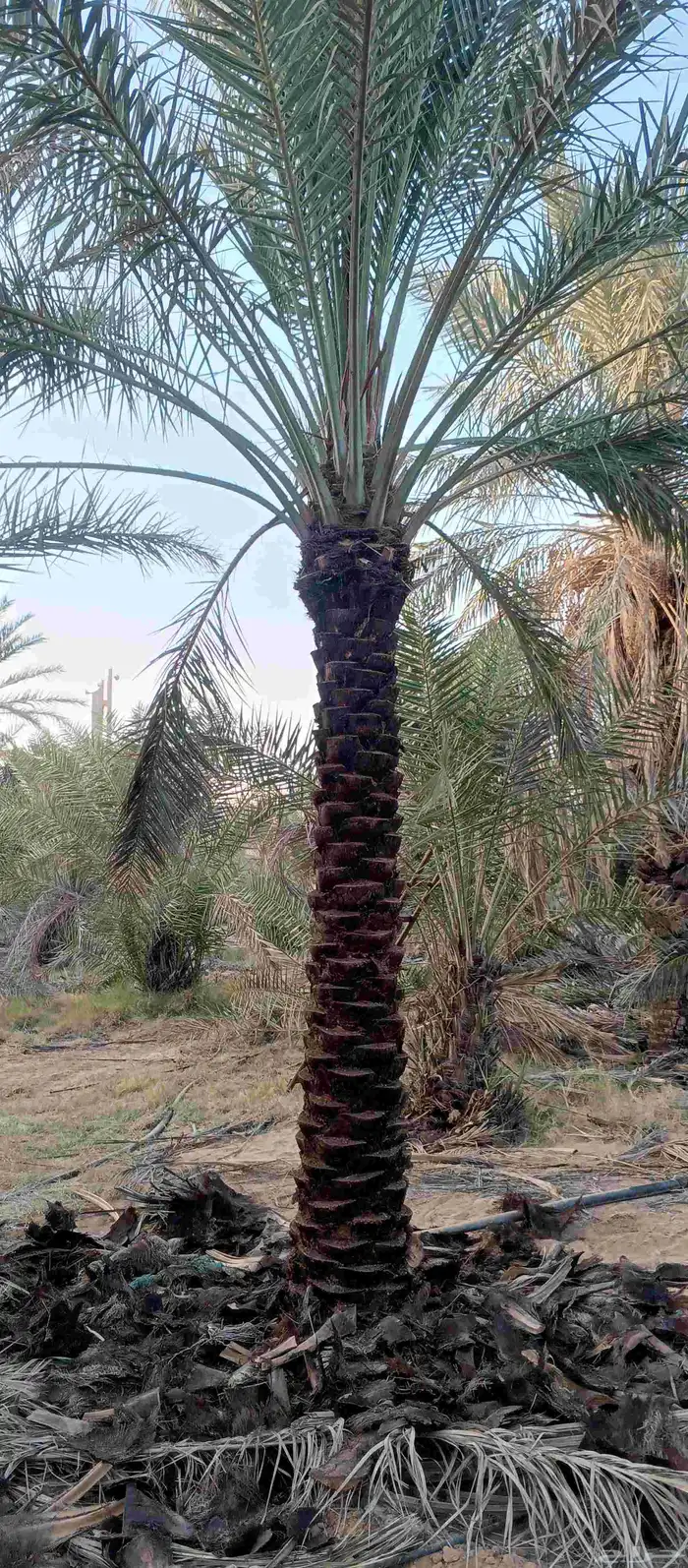 بيع نخل طول 3. متر 3.5  رب جاھز 2