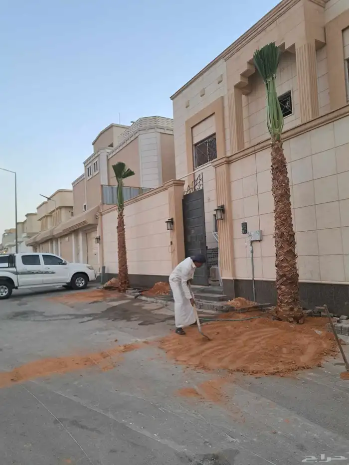 نخل للبيع بجميع أنواعه وكافت مقاساته 3