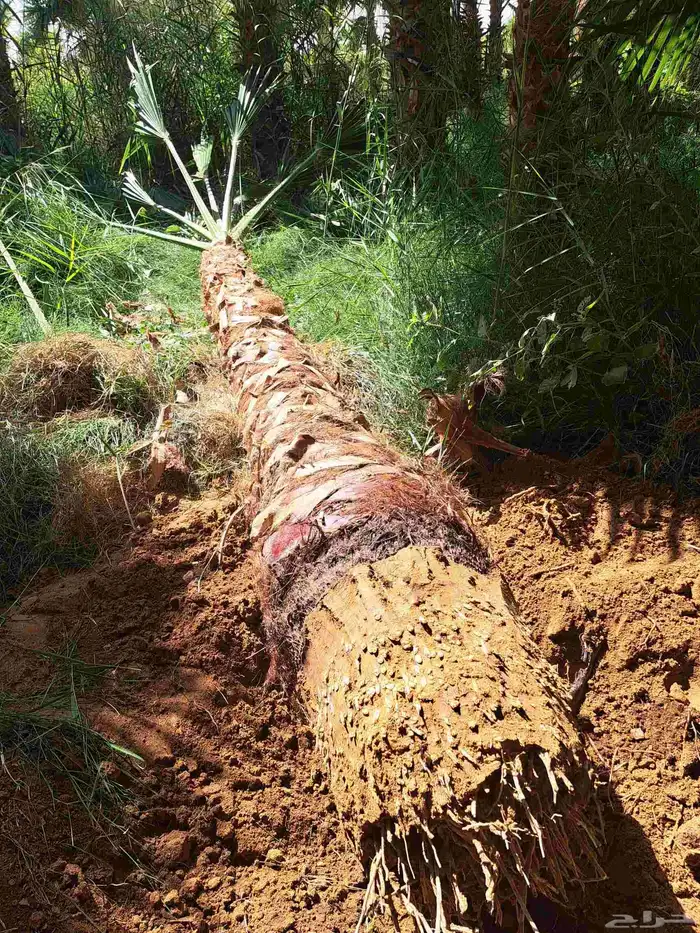 نخل للبيع بجميع أنواعه وكافت مقاساته 5