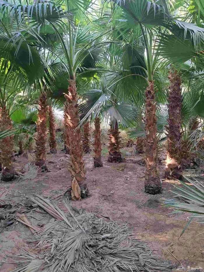 نخل للبيع بجميع أنواعه وكافت مقاساته 0