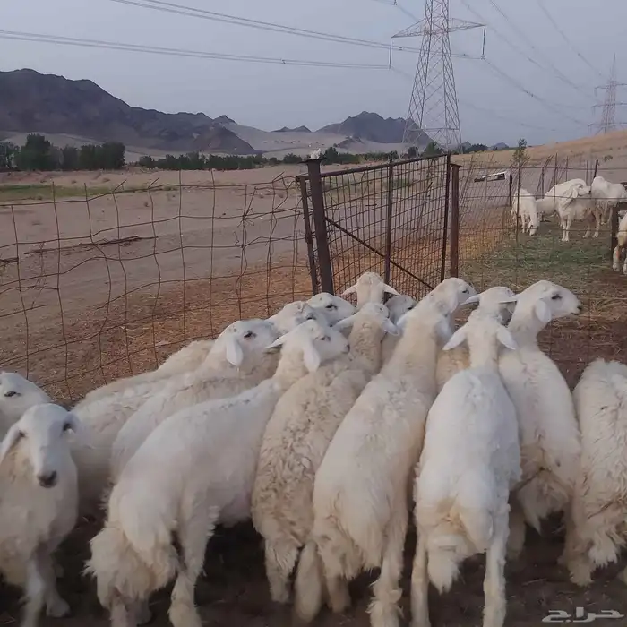 طليان حرية 9