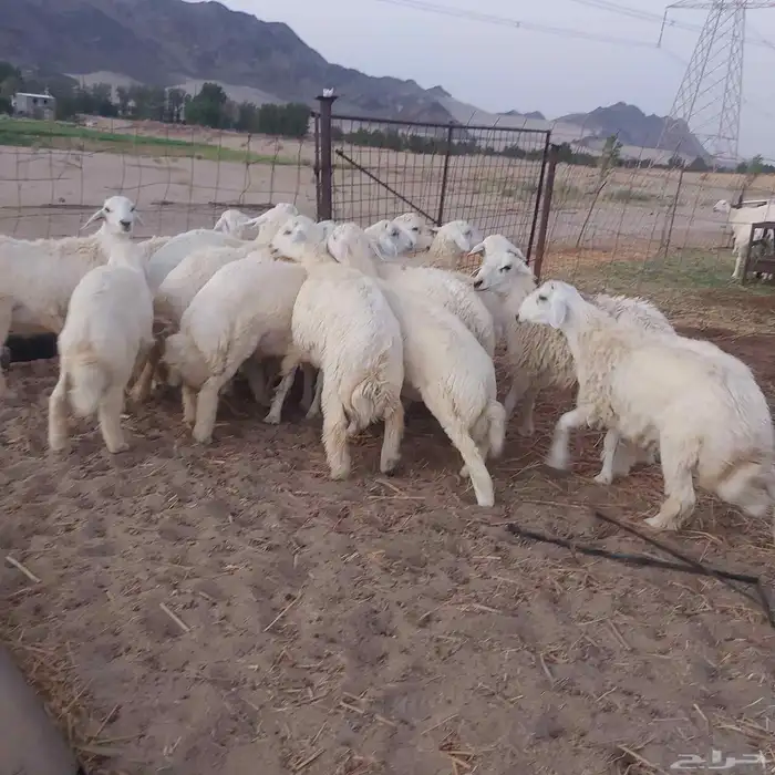 طليان حرية 2
