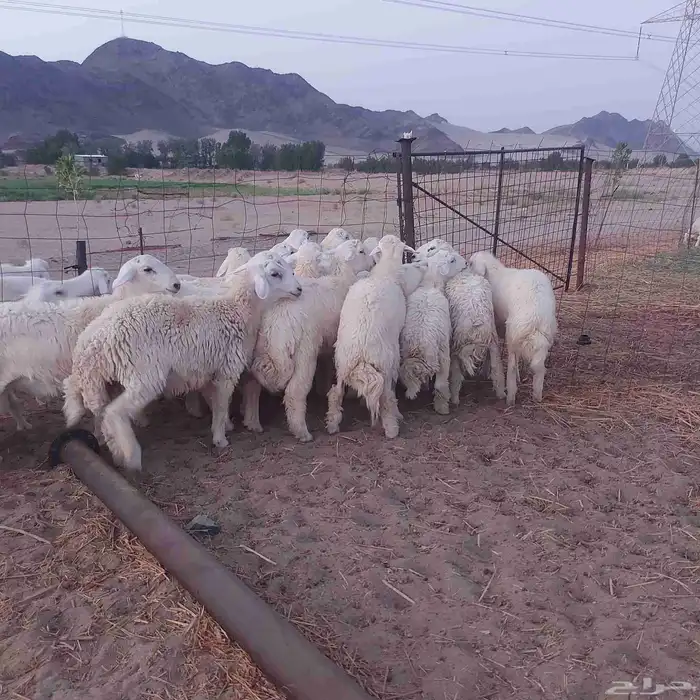 طليان حرية 7