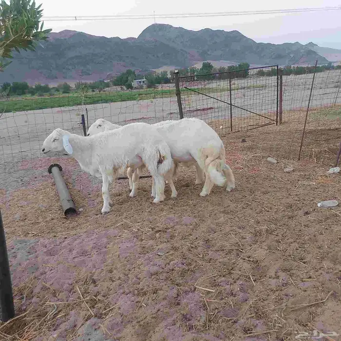 طليان جبره وتجمل 6