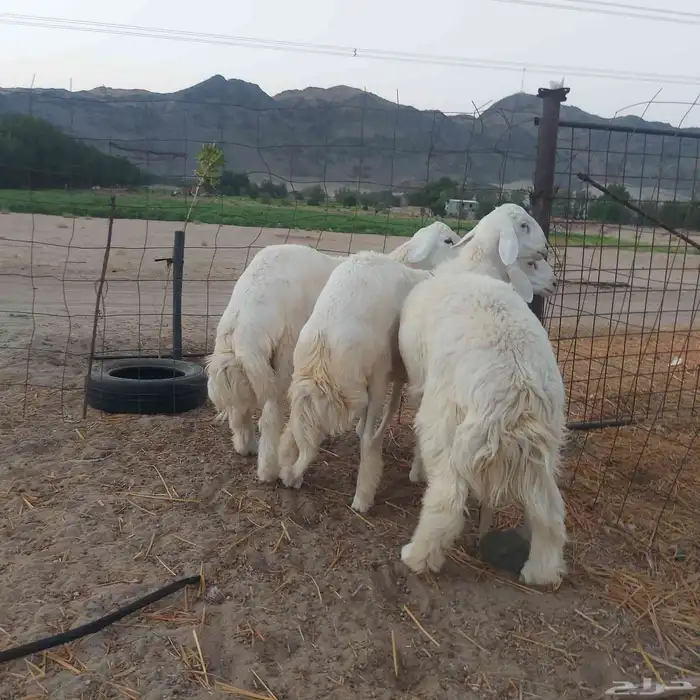 طليان جبره وتجمل 1