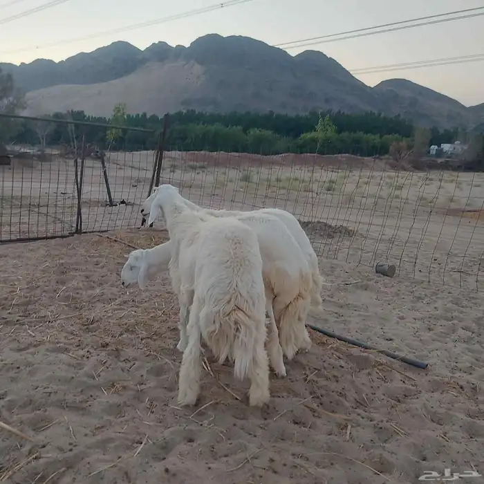 طليان جبره وتجمل 7