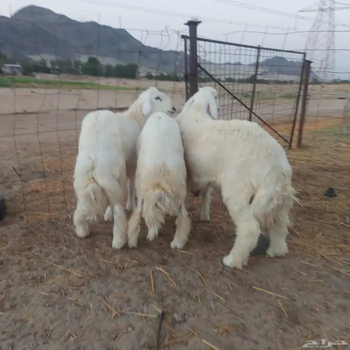 طليان جبره وتجمل 3