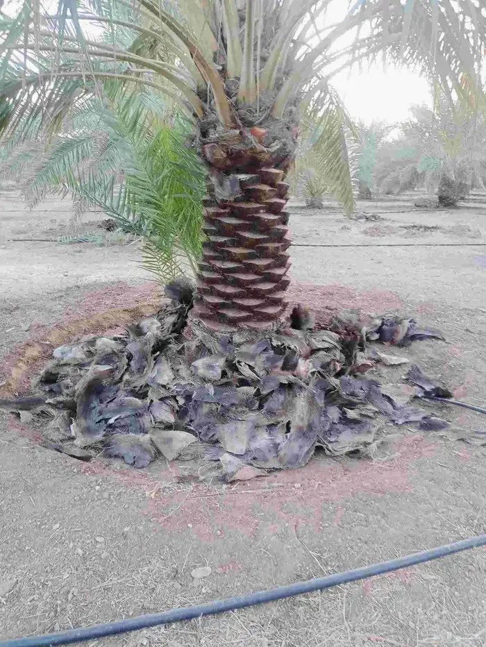 اعمال النخيل 2