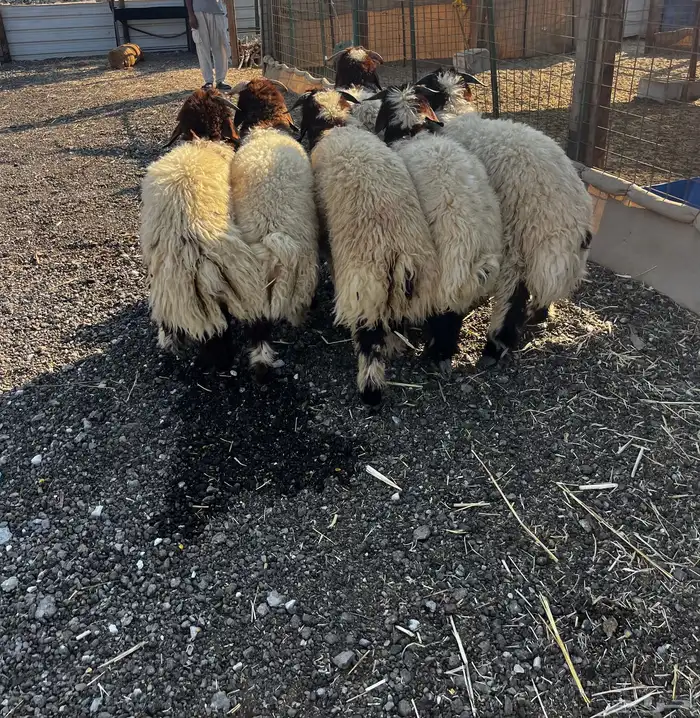 نعيم بلدي مع خدمة الذبح والتوصيل 0