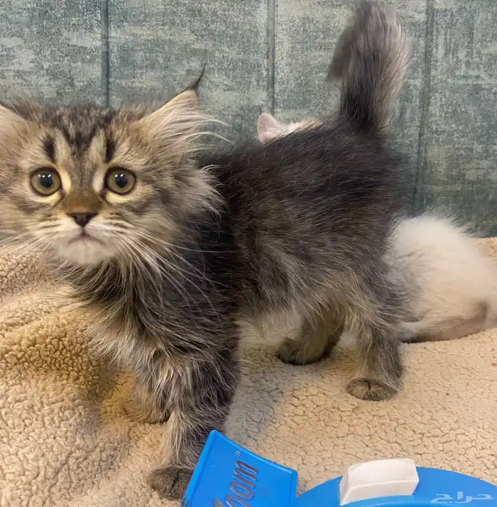 قطط كيتن للبيع المدينة المنورة 4