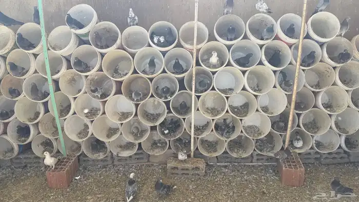 حمام فرنسي 300 جوز وحمام عادي 1000 جوز 8