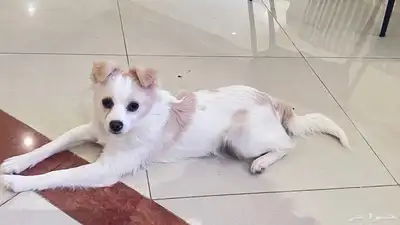 للتبنى كلبة جربفون فرنساوى index