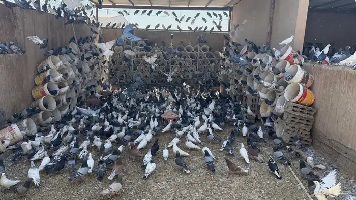 حمام فرنسي 300 جوز وحمام عادي 1000 جوز 4