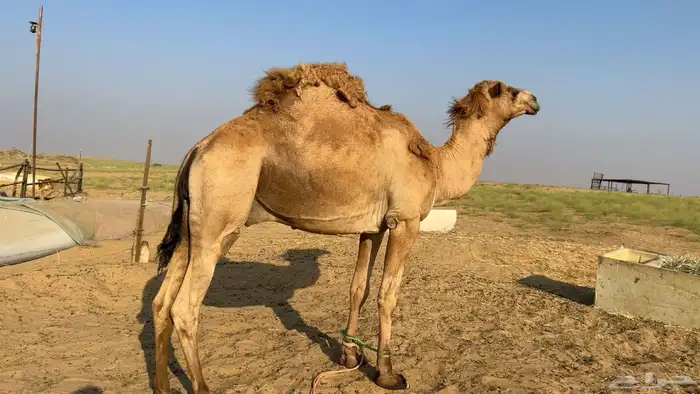 للبيع فحل ساحلي داخل رباع مشروط 4