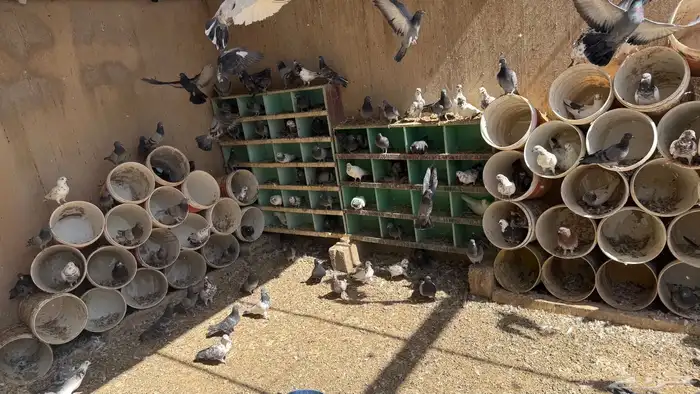 حمام فرنسي 300 جوز وحمام عادي 1000 جوز 5