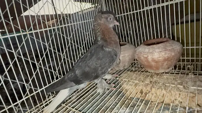 جوز تركي معقد 2