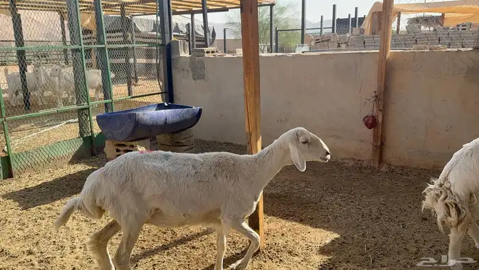 حريه دافع شرط 2