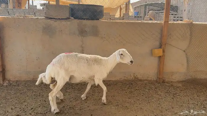 حريه دافع شرط 1