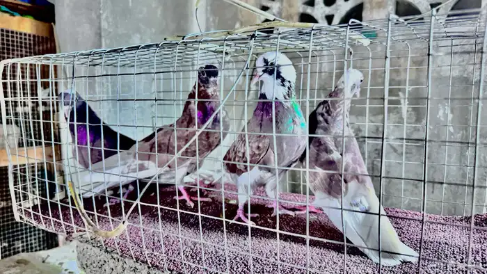 قطايف 1