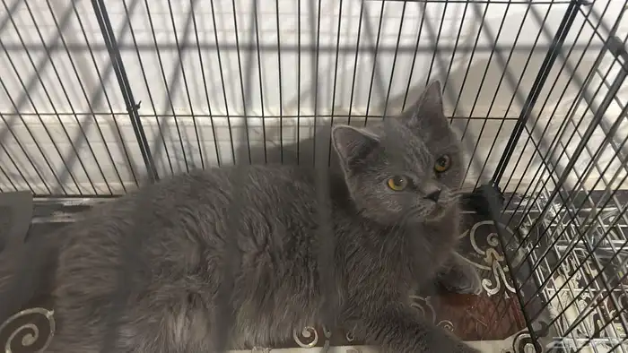 قط سكوتش ستريت 2