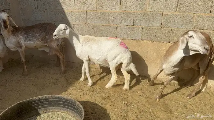 حريه دافع شرط 0