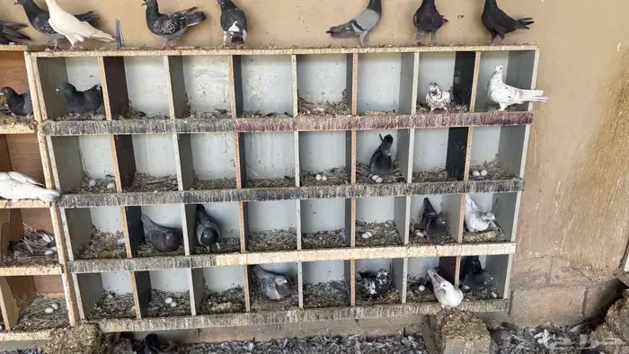 حمام فرنسي 300 جوز وحمام عادي 1000 جوز 11