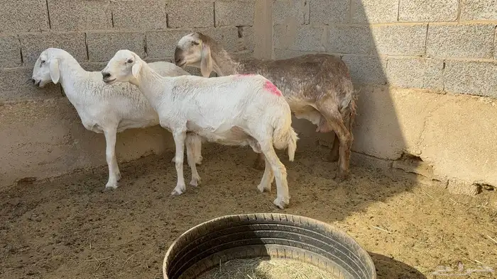 حريه دافع شرط 3